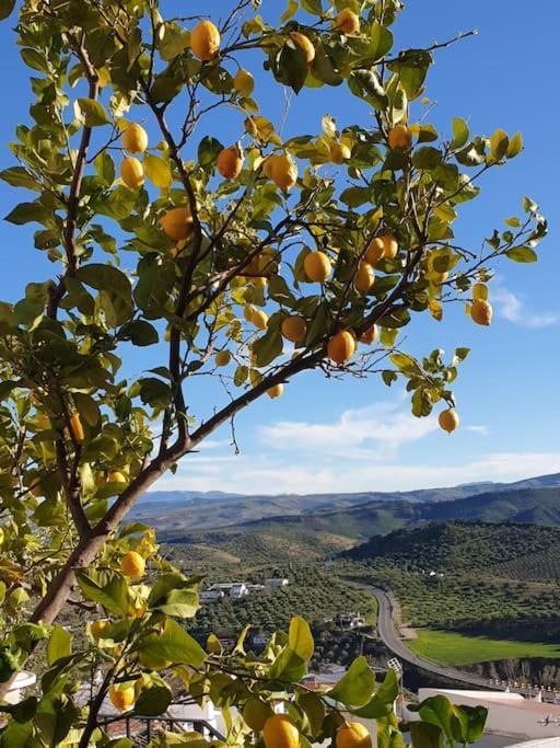 Mirador Del Olivar Ольвера Екстер'єр фото